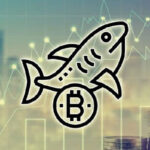 Markthaie haben in der letzten Woche über 65.000 BTC gekauft
