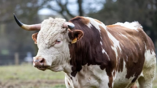 Zwei Experten sagen: „Bitcoin zeigt möglicherweise Anzeichen einer Erholung!“