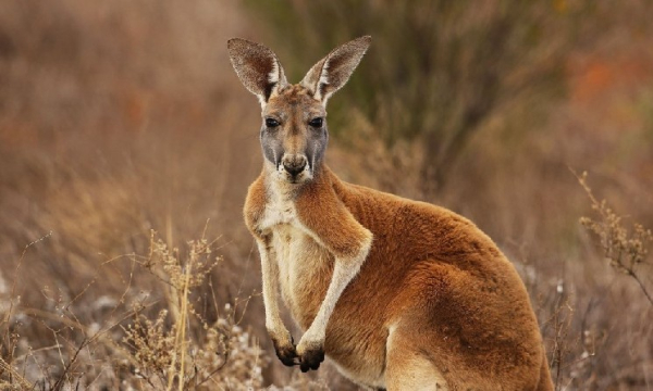 Der australische Pensionsfonds Hostplus plant, Kryptowährungsinvestitionen anzubieten.